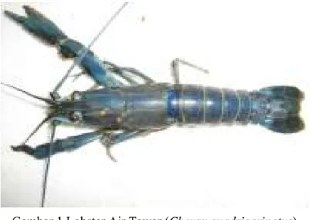 Gambar 1 Lobster Air Tawar (Cherax quadricarinatus) 