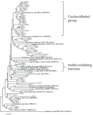 Figure 4. Neighbor-joining tree of Gammaproteobacteria clones based on partial 16S rRNA gene sequences 