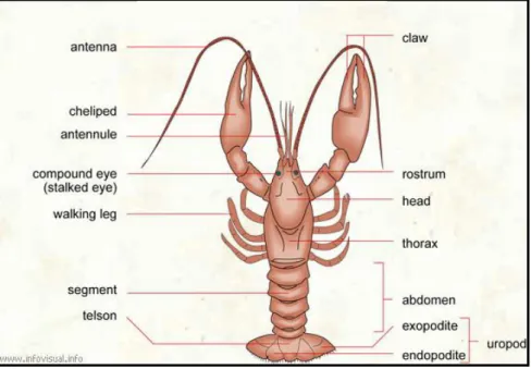 Gambar 2  Morfologi lobster air tawar 