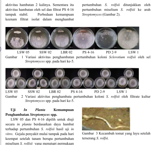 Gambar  2 Variasi aktivitas penghambata pertumbuhan koloni S. rolfsii oleh filtrate kultur  Streptomyces spp