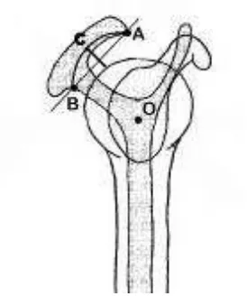 Figure 1. Types of acromion according to Bigliani and Park’s criteria8  