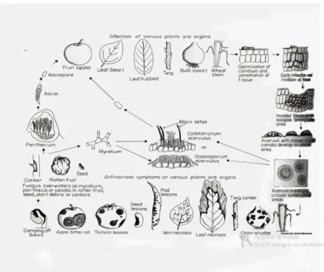 Gambar 2.1. Siklus hidup collectotricum sp ( sumber. 