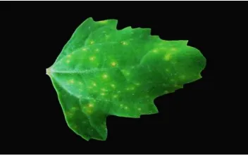 Figure 1. Mosaic symptom of frangipani leaves on the 