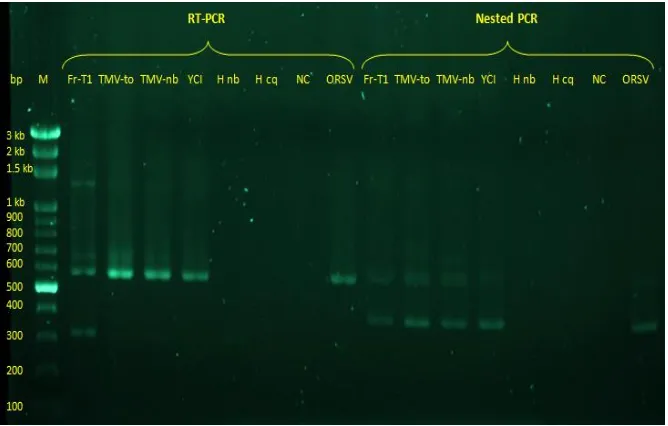 Figure 6. Agarose gel electrophoresis analysis of RT-PCR and Nested PCR products obtained from different tobamovirus isolates