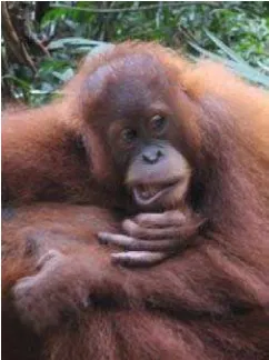 Gambar 3.4 Anak Orangutan Suma       Gambar 3.5 Anak Orangutan Wati  