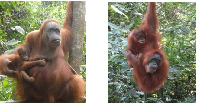Gambar 4.2 (a) Aktivitas Gendong Anak Orangutan Sumi dan (b) Aktivitas Gendong Anak Orangutan Wati