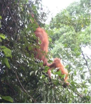 Gambar 4.5 Aktivitas Move Treesway pada Anak Orangutan Wati 