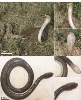 Figure 3.  N. sputatrix Based On the Color Difference of Scales Among Localities. Description: A1