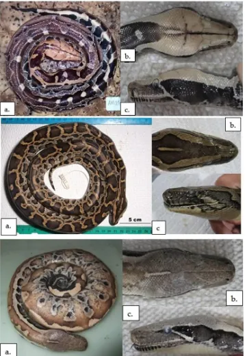 Figure 1.  Distinct color patterns of the three Sundaland Pythons along the body (a), dorsal part of the head (b), and lateral part of the head (c) for Python breitensteini (up), Python bivittatus (middle), Python brongersmai (bottom)