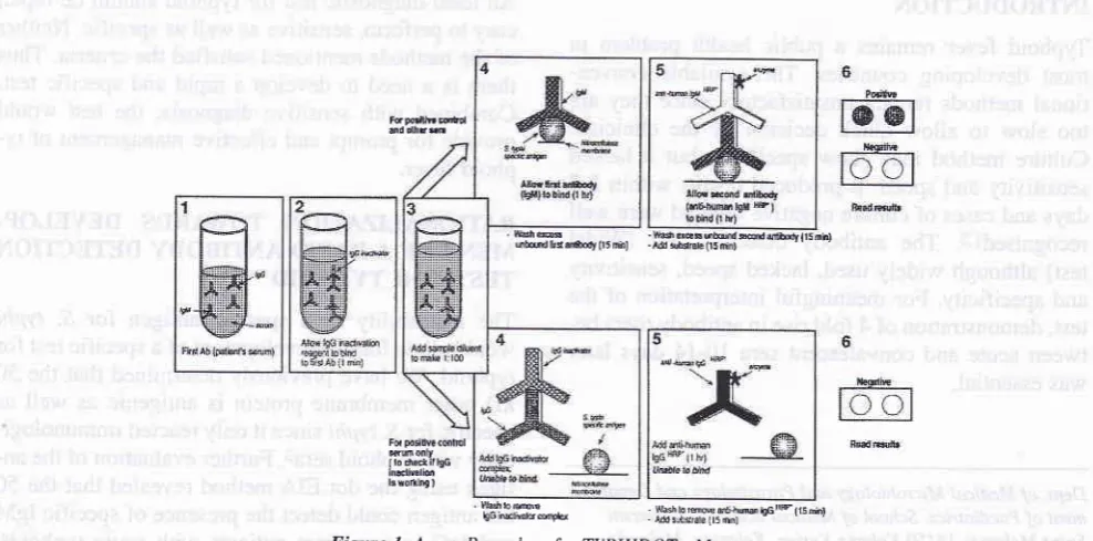 Figure 1. Assay Procedure for TYPHIDOT - M