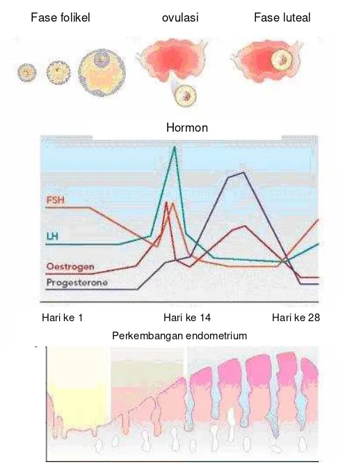 Gambar 1  Hubungan siklus hormonal danmenstruasi