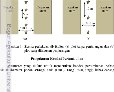 Gambar 1 Skema perlakuan silvikultur (a) plot tanpa penjarangan dan (b) 