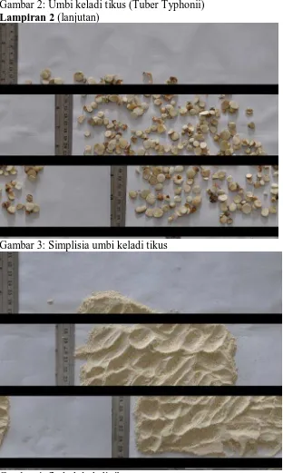 Gambar 2: Umbi keladi tikus (Tuber Typhonii) Lampiran 2 (lanjutan) 