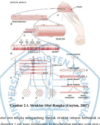 Gambar 2.1. Struktur Otot Rangka (Guyton, 2007) 