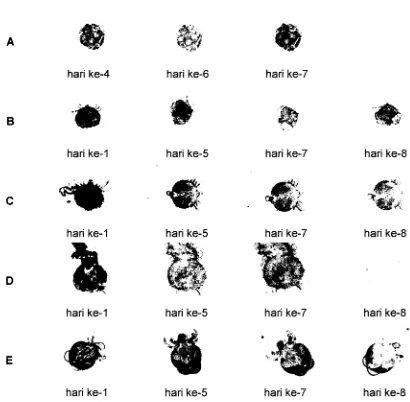 Gambar 2. Foto mikroskopik preparat utuh tungau yang dibuat dengan lima metode seperti pada Tabel 1