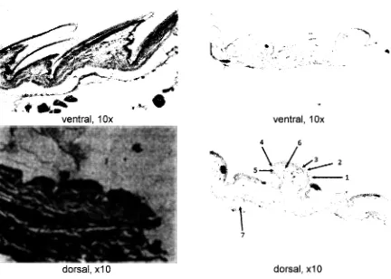 Gambar 2. periderm, Penampang lintang integumen ventral dan dorsal cicak. Keterangan: (1) (2) lapisan bergranula, (3) oberhautchen, (4) lapisan f3-keratin, (5) lapisan suprabasal, (6) lapisan basal, (7) otot