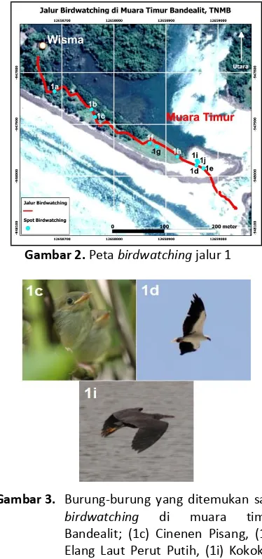 Gambar 3.  Burung-burung yang ditemukan saat birdwatching di muara timur Bandealit; (1c) Cinenen Pisang, (1d) Elang Laut Perut Putih, (1i) Kokokan Laut 
