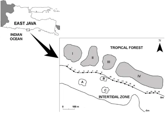 Figure 1. Map of East Java and location of study site. Dots number indicate locations of belt transect (stretch from shorelines to ocean at intertidal zone): 1 – 8 laid out in west sector, 9-13 laid out in centre section and 14-20 laid out in east section