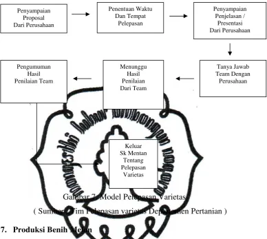 Gambar 7. Model Pelepasan Varietas 
