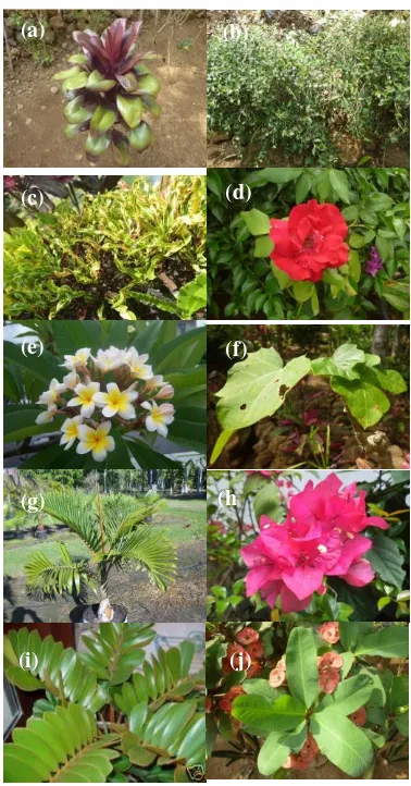 Table 1. Ornamental Plants List in Kopendukuh 