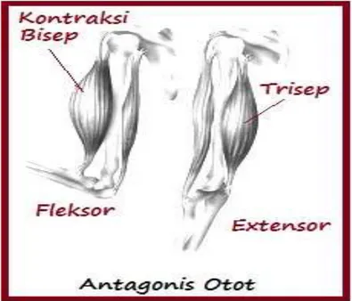 Gambar  5  Anatomi  otot  lengan.  Sumber  :   http://biologigonz.blogspot.com/2009/12/otot-lurik-otot-rangka.html 