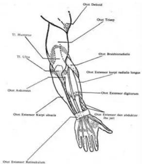 Gambar 1. Otot Lengan 