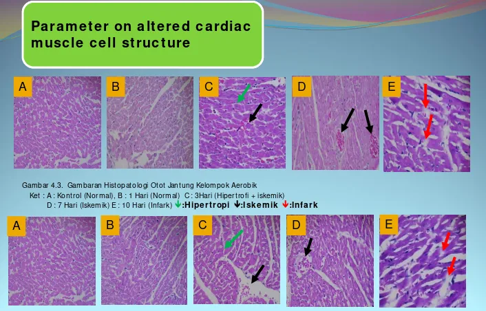 Gambar 4.3.  Gambaran Histopatologi Otot Jantung Kelompok Aerobik