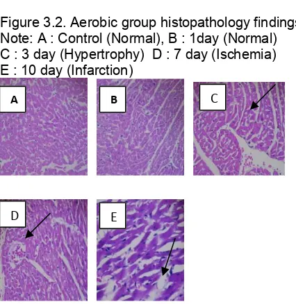 Figure 3.2. Aerobic group histopathology findings 