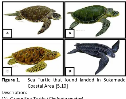 Figure 1 .  Sea Turtle that found landed in Sukamade 