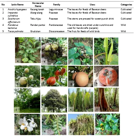 Table 9. Other Uses of Plants 