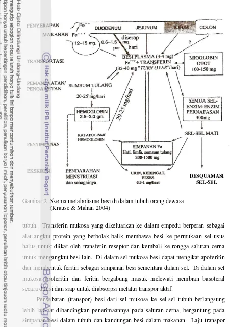 Gambar 2  Skema metabolisme besi di dalam tubuh orang dewasa 