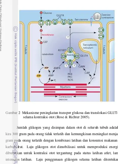 Gambar 2  Mekanisme peningkatan transpor glukosa dan translokasi GLUT4  