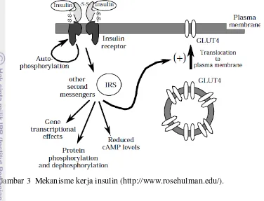 Gambar 3  Mekanisme kerja insulin (http://www.rosehulman.edu/). 