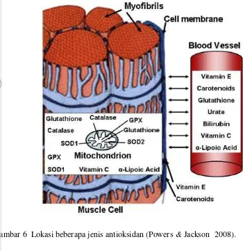 Gambar 6  Lokasi beberapa jenis antioksidan (Powers & Jackson  2008). 
