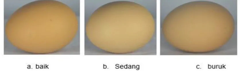 Gambar 3. Telur Ayam Ras 