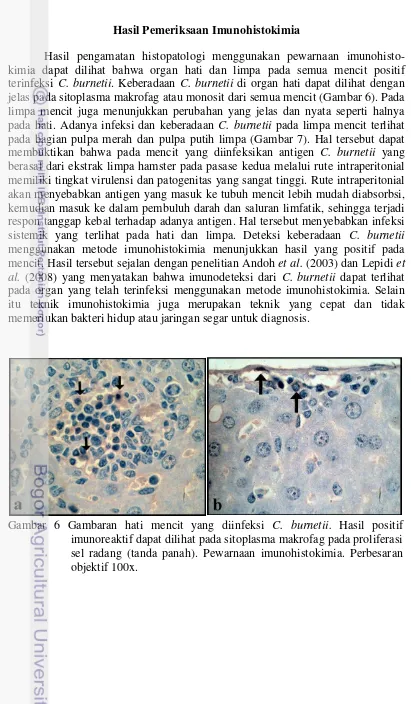 Gambar 6 Gambaran hati mencit yang diinfeksi C. burnetii. Hasil positif 