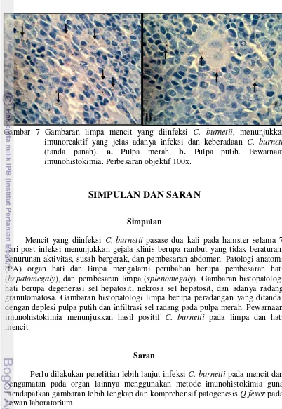 Gambar 7 Gambaran limpa mencit yang diinfeksi C. burnetii, menunjukkan 
