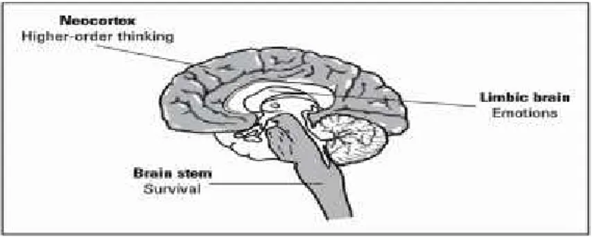 Gambar 4. Proses belajar didukung oleh sistem limbik otak