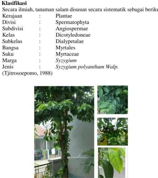 Gambar 1. Habitus (Kuswijayanti, 2012) 
