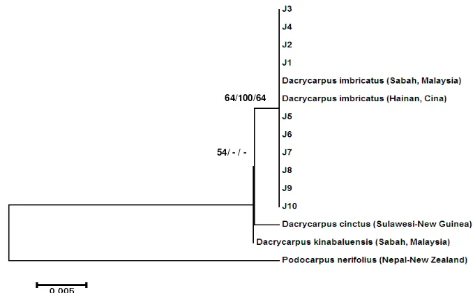 Figure 3. Phylogenetic tree of the jamuju based on  trnL (UAA) intron sequences. J1-10: Sampled population from BTS-NP