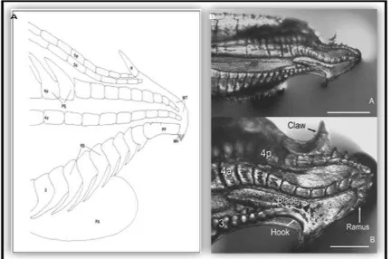 Figure 1. Gonopodium structure observation of Poeciliidae  