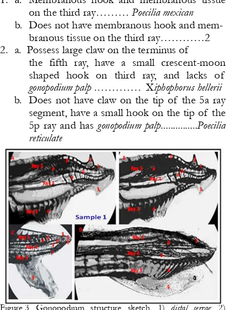 Figure 3.  Gonopodium structure sketch, 1) distal serrae; 2)  claw;  3) hook;  4) comb;  5) membranous tissue; 6) blade; 7) retrose serrae; 8) membranous hook; 9) gonopodium palp;  10) cephalic ramus;  11)  distal platform 