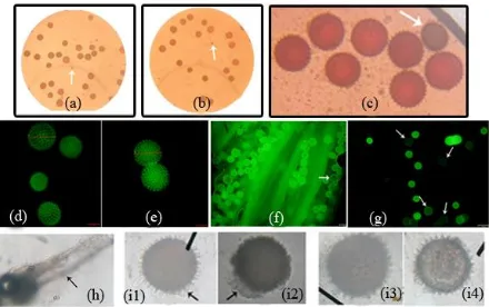 Figure 2. Pollen viability of  sweetpotato. a) and d) pollen varieties Papua Solosa, b) and e) pollen MSU 03028-20, c), f) and g) viable and not viable pollen (designated arrows), h) pollen germination, i1 and i2 ) pollen on the medium Bhojwani and Bhatnag