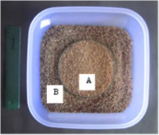Figure 1.  Treatment of Larva of B. carambolae                                                     A = Artificial feed for larva of  on Compost Pupation MediaB