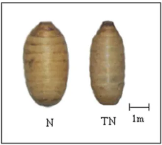 Figure 3. The difference of B. carambolae pupa after treatment of B. bassiana and lufenuron; N = normal Pupa, TN=  abnormal pupa