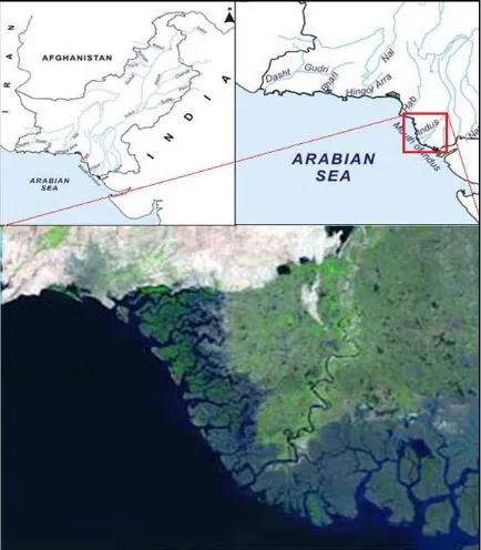 Figure 1 Map showing location of Indus delta mangroves where the Oryza coarctata were collected for the decomposition rate studies in the laboratory of Centre of Excellence in Marine Biology, University of Karachi.