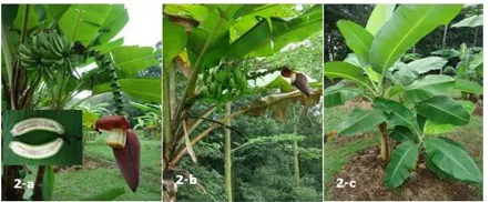 Figure 2  Inflorescence and seedless fruit of XXIV.D. 26-a (a), Inflorescence of XXIV.D.27 (b) and plant performance of XXIV.D.30-a (c)