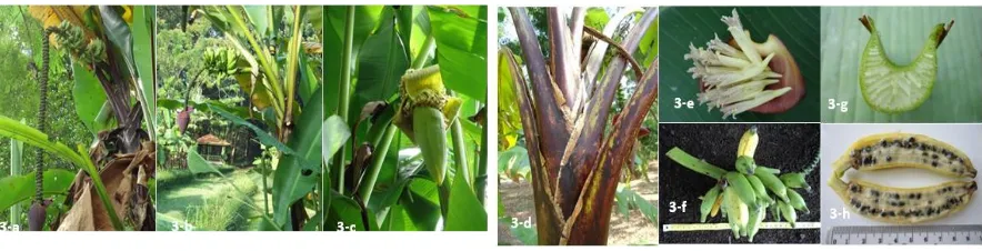 Figure 3. Morphological characteristics of Musa acuminata varieties: plant performance and inflorescence of Musa acuminata var