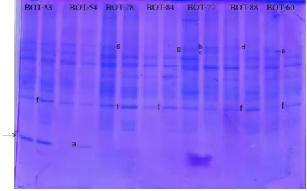 Figure 3  Effect of drought stress treatment on protein pattern of seven glagah accessions