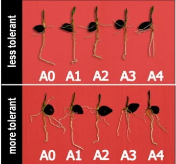 Figure 1. Roots of varieties which were more tolerant (bottom) and less tolerant (above) to Al.